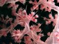   Soft Coral Close up. up  